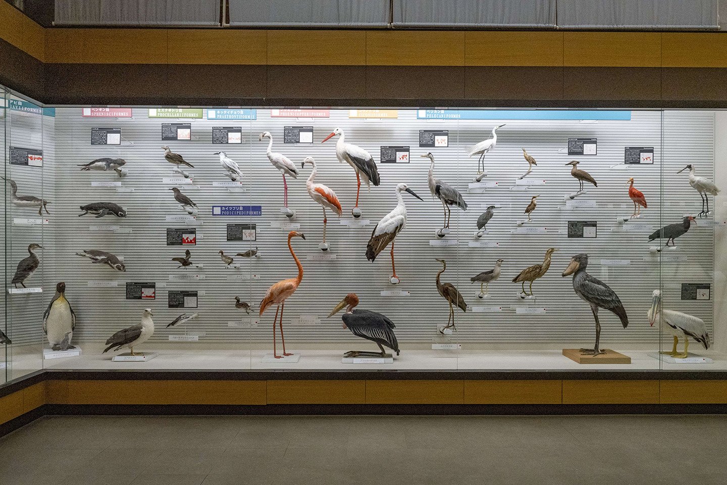 🐦 아비코시 새 박물관(아비코시 토리노 하쿠부츠칸) 이미지 5